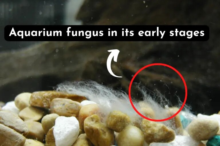 Aquarium fungus early stages