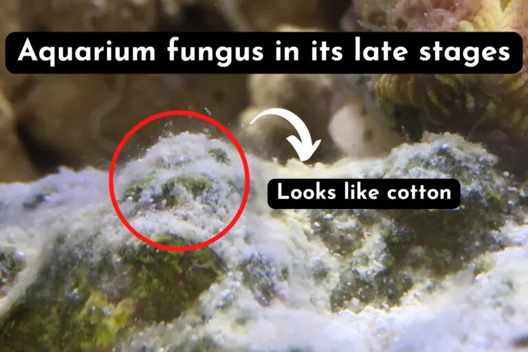 Aquarium fungus in its late stages