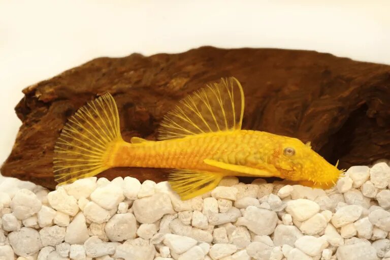 Bristlenose min