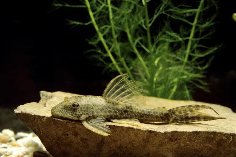 Bristlenose pleco