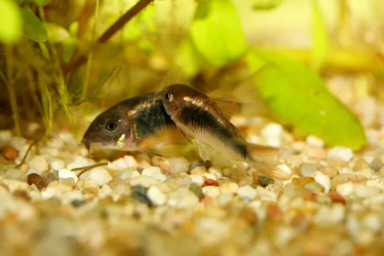 Bronze corydoras pair