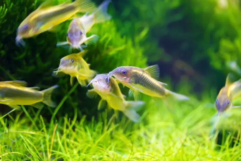 Bronze corydoras