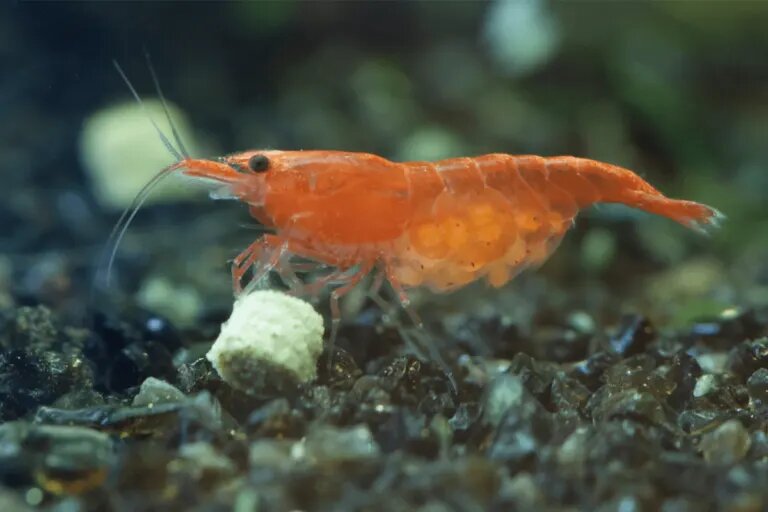 Cherry shrimp min