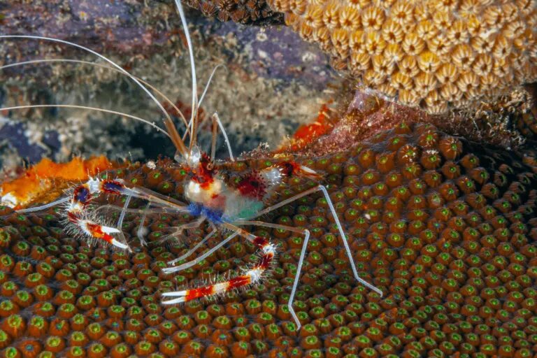 Coral Banded Shrimp min