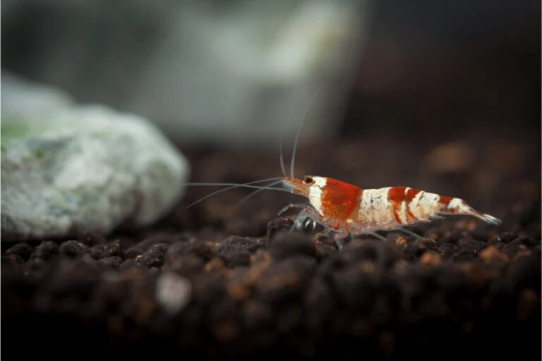 Crystal Red shrimp min
