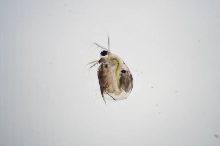 Daphnia