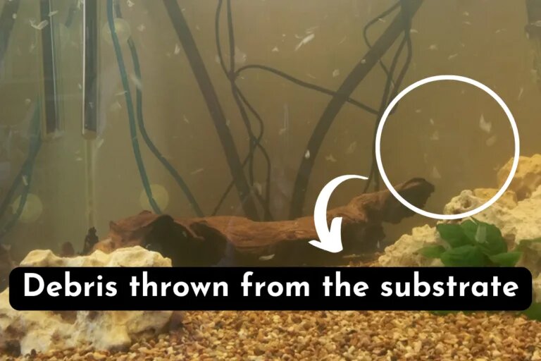 Debris coming from the substrate