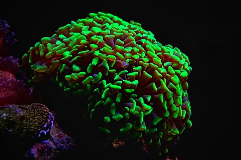 Euphyllis LPS coral