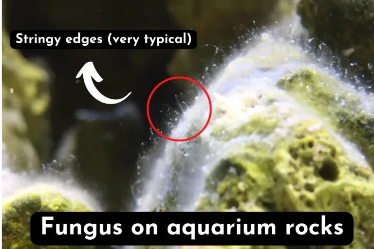 Fungus on aquarium rocks