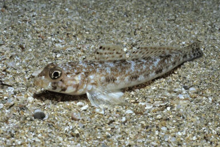 Gobies min