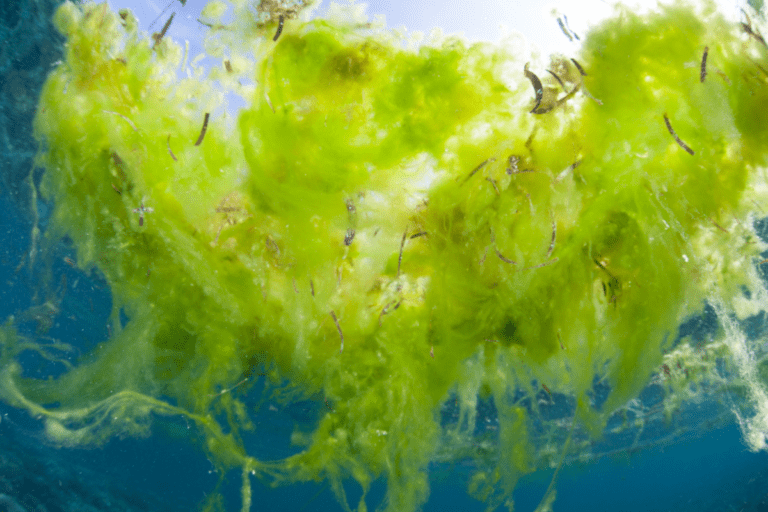 How To Identify Hair Algae