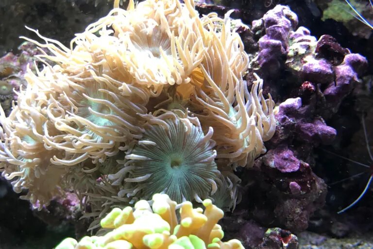How to light a coral tank the ultimate guide