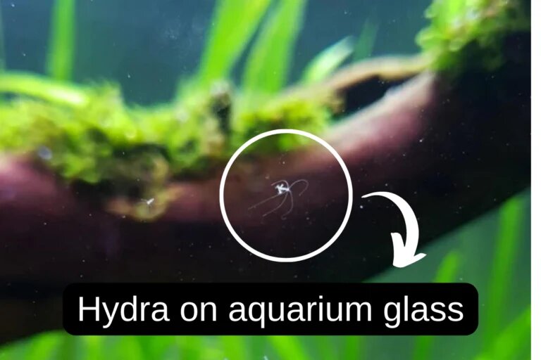 Hydra on aquarium glass