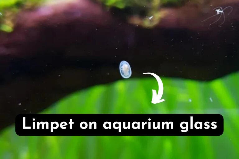 Limpet on aquarium glass