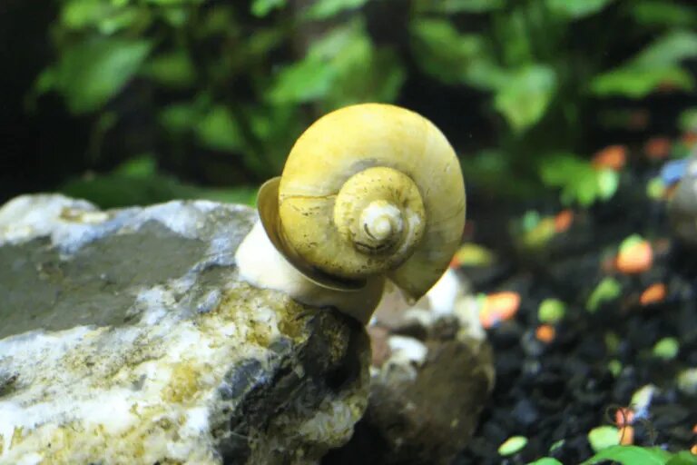 Mystery snail min