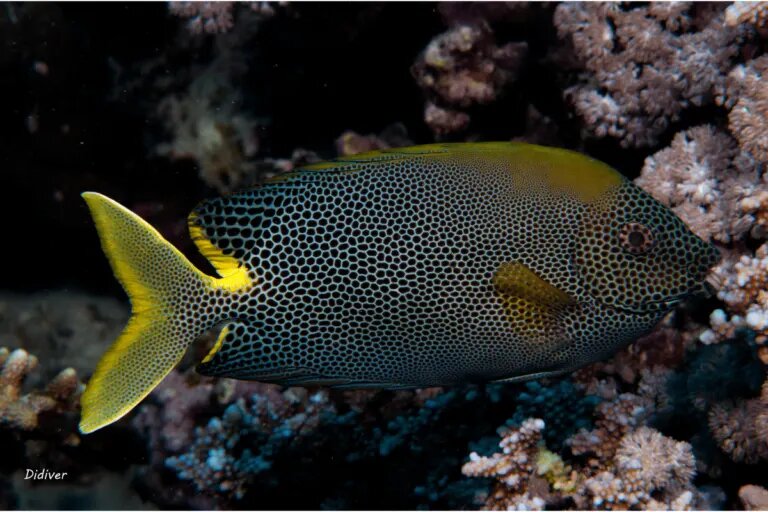 Rabbitfish (Siganidae)