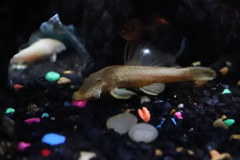 Rubber Lipped Pleco