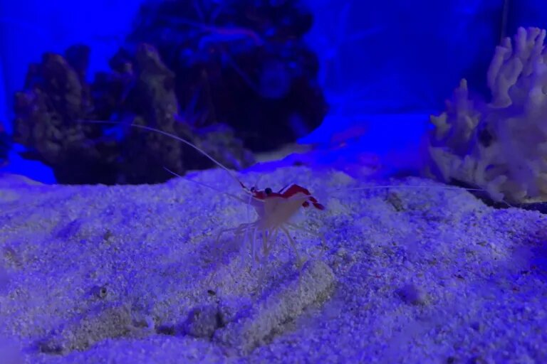 Scarlet Skunk Cleaner Shrimp
