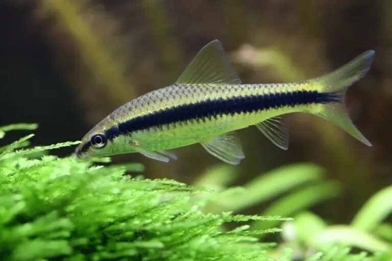 Siamese Algae Eater min