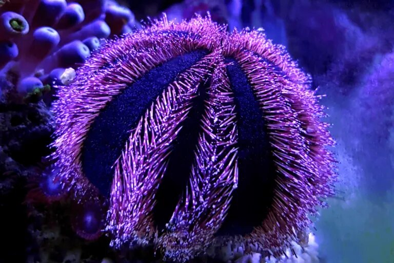 Tuxedo Urchins min