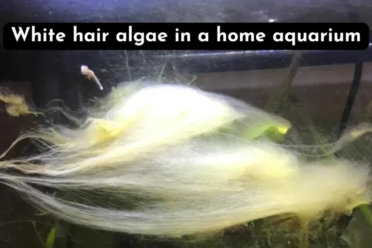 White hair algae