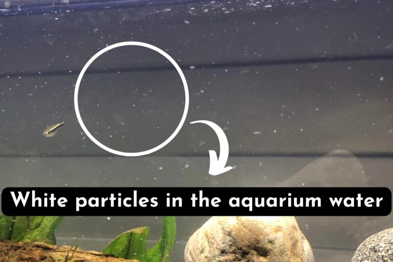 White particles in aquarium water