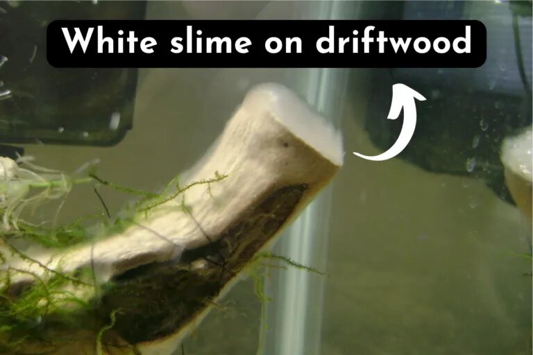 White slime on driftwood