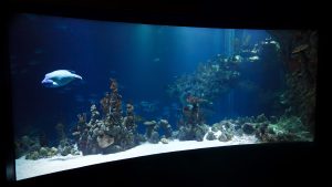 Is Ammonia Toxic To Corals? (With 10 Examples).