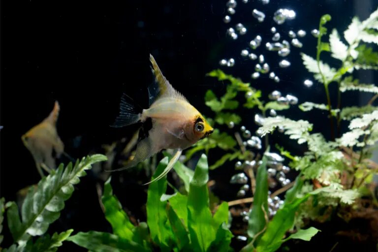 angelfish