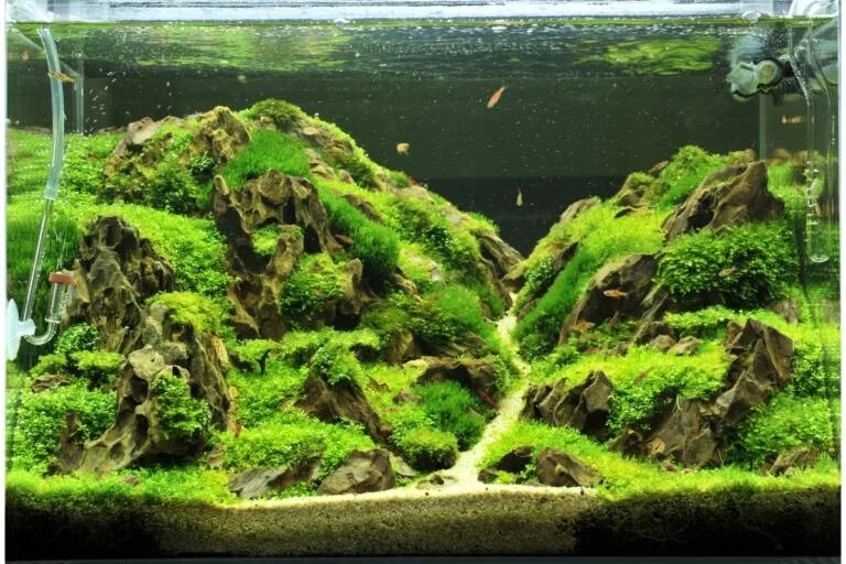 aquarium algae
