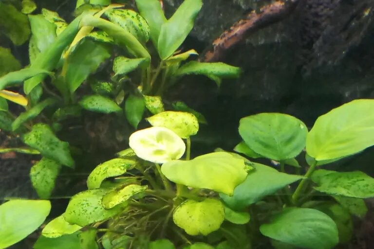aquarium plants
