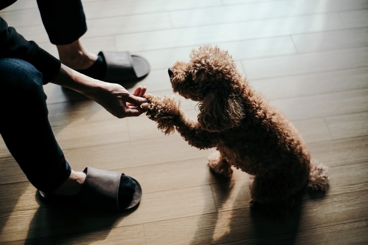 At what age should you start teaching a dog the "Give paw" command