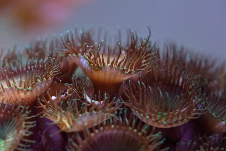 best light color coral