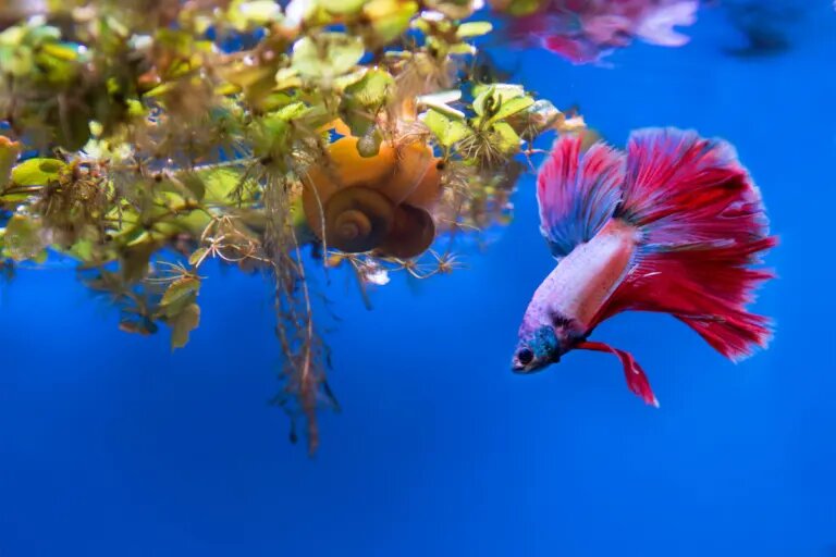 betta fish and snail