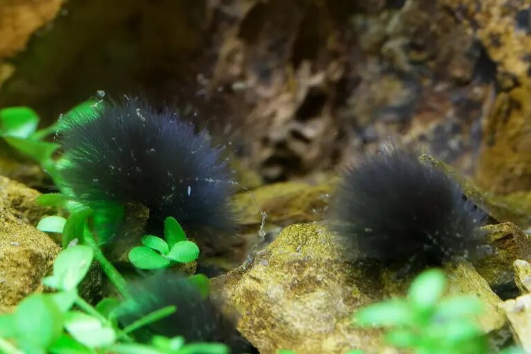 black hair algae fuzz