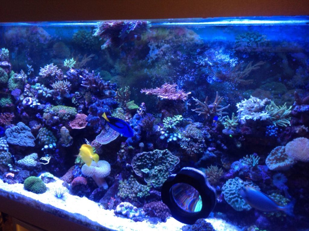 Is Blue Light Good For Aquarium Plants? (& How To Use It).