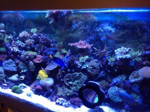 Is Blue Light Good For Aquarium Plants? (& How To Use It).