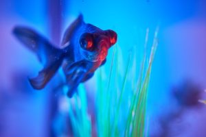 Can I Use Blue Light In My Betta Fish Tank?