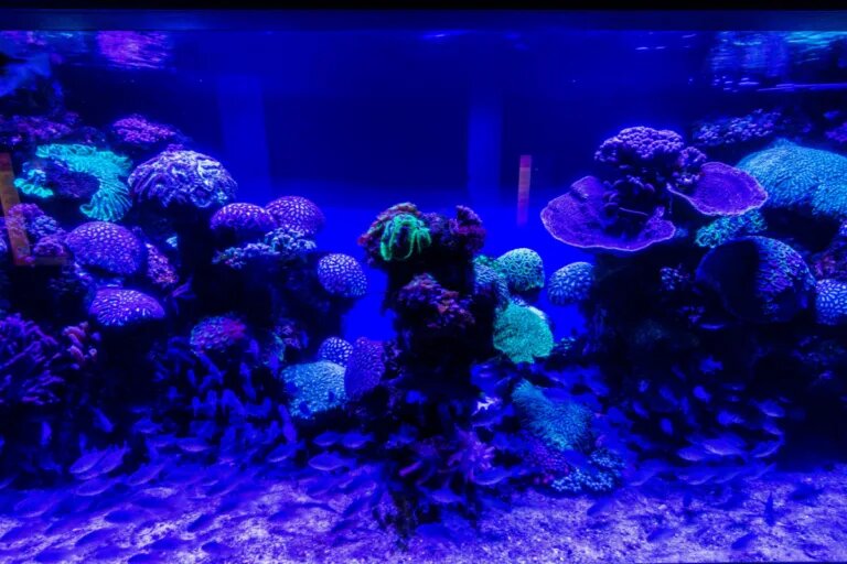 blue light corals