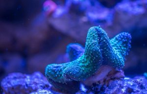 Is Blue Light Good For Corals? (Common Mistakes To Avoid).