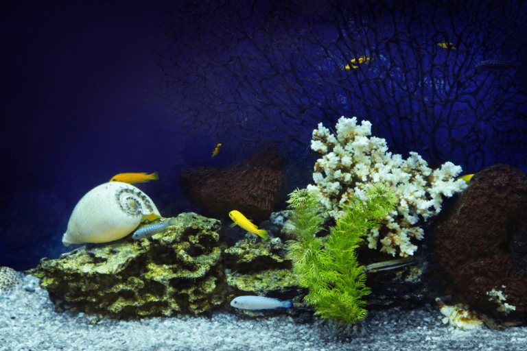 Blue light imitates moonlight