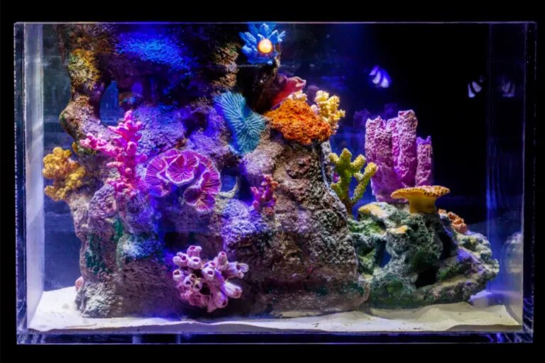 blue light marine tank