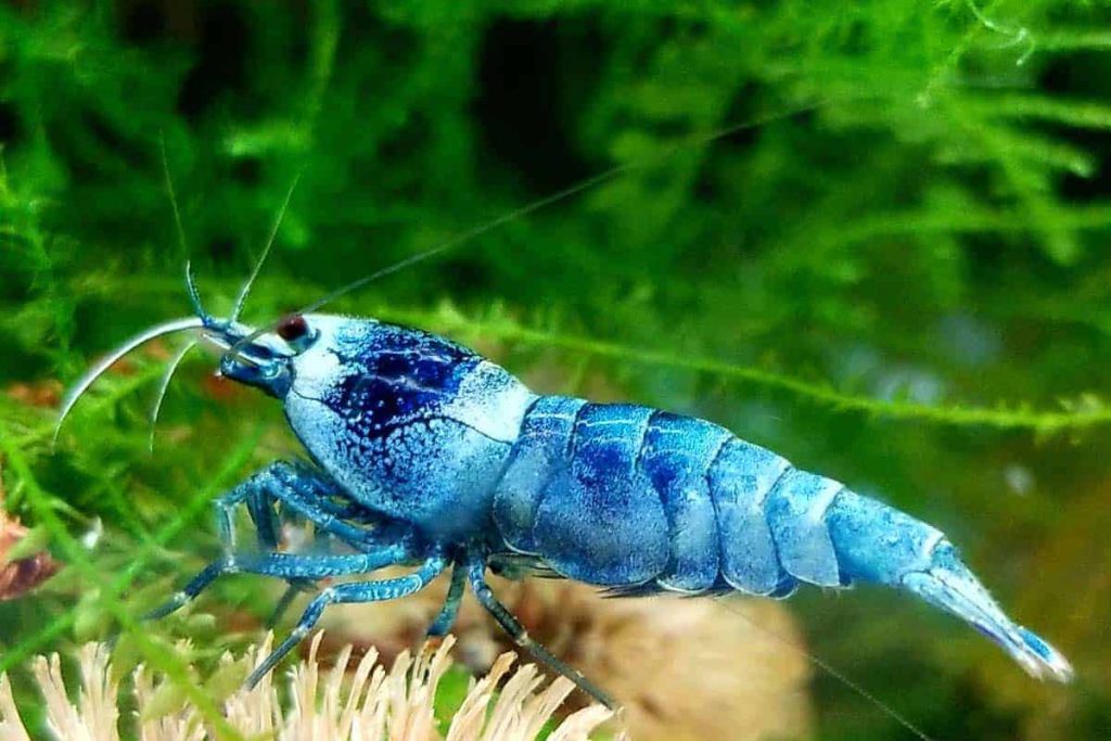 Can I Use Blue Light In My Shrimp Tank? (With Essential Tips).