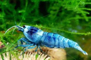 Can I Use Blue Light In My Shrimp Tank? (With Essential Tips).