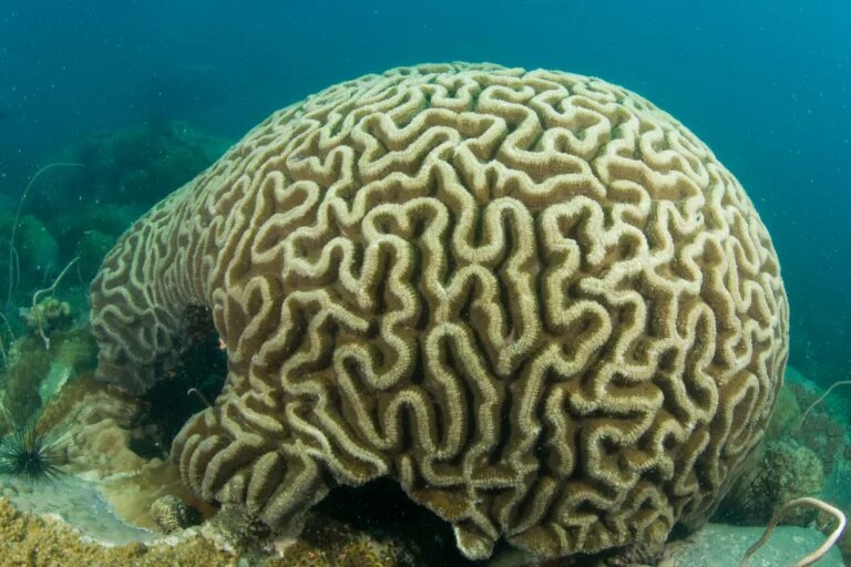 brain coral