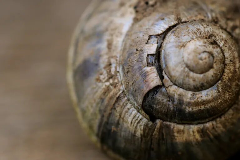 broken snail shell