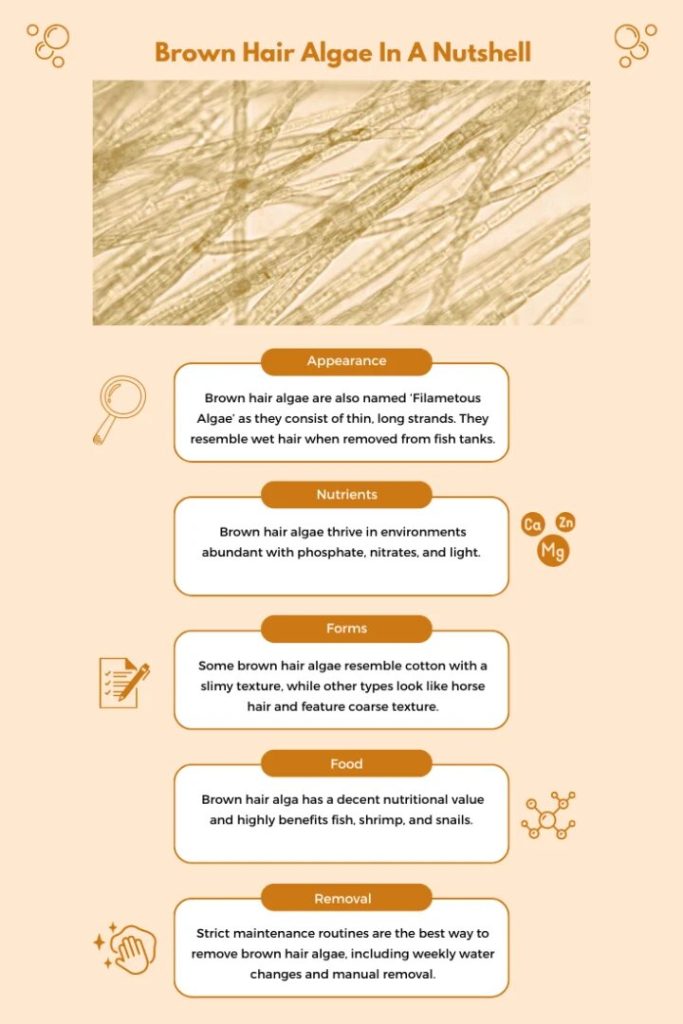brown algae infographic
