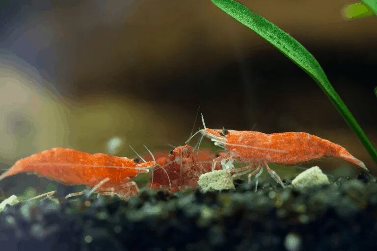 cherry shrimp dying