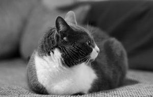 Chondroprotective agents for cats.