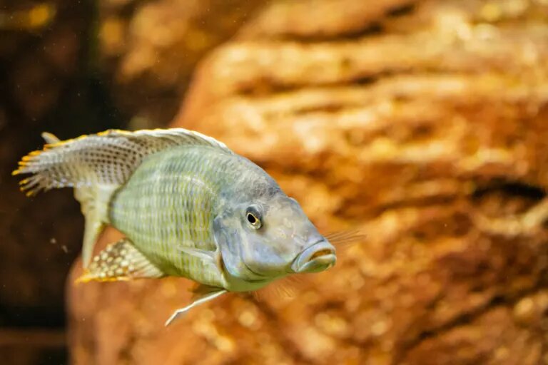cichlid fish
